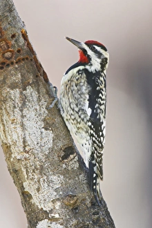 Vigilant Prints: Yellow-bellied Sapsucker (Sphyrapicus varius) male feeding on sap
