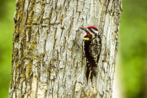 Images Dated 5th July 2012: Yellow Bellied Sapsucker in the Turtle Mountains, North Dakota, USA