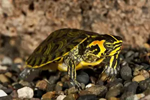 Chrysemys Prints: Yellow Bellied Turtle Chrysemys scripta scripta Mid to Southern East Coast US