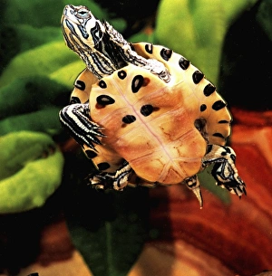 Aquarium Prints: Yellow Belly Turtle, Chrysemys scripta scripta, Native to Southern US
