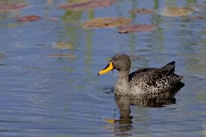 Yellow-billed Duck swims in pond at Bushmans Kloof in Western Cape Province, South Africa