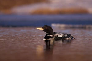 Images Dated 10th November 2005: yellow-billed loon, Gavia adamsii, largest of the five loon species, swims on a lake