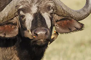 Images Dated 29th August 2011: Yellow-billed Oxpecker on African buffalo, Masai Mara, Kenya, Africa