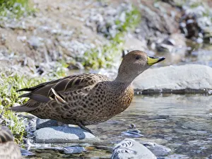 South Polar Prints: Yellow-billed Pintail (Anas georgica georgica) endemic to South Georgia