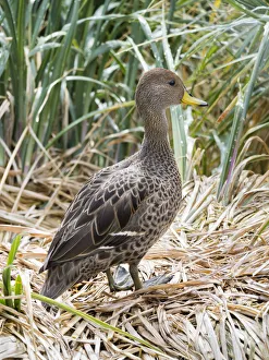 Images Dated 27th October 2017: Yellow-billed Pintail (Anas georgica georgica) a species endemic to South Georgia Island