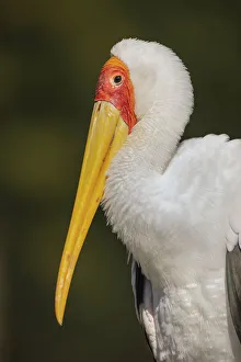 Yellow Billed Stork Prints: Yellow-billed stork, Masai Mara, Kenya, Africa