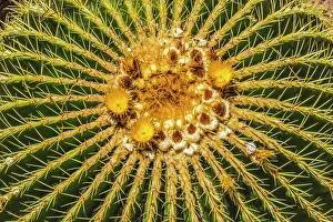 Needle Prints: Yellow blossoms of golden barrel cactus blooming