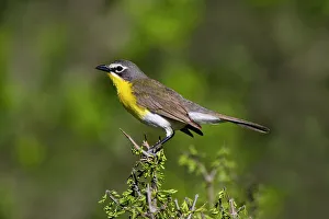 Yellow-breasted chat adult perched in dense brush