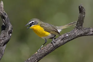 Kinney Co Prints: Yellow-breasted Chat (Icteria virens) adult perched