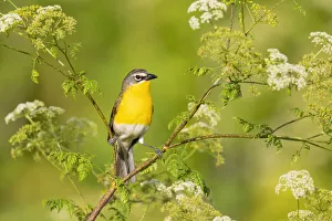 Images Dated 2nd November 2021: Yellow-breasted chat, Marion County, Illinois