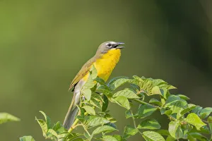 Nature Prints: Yellow-breasted chat singing, Marion County, Illinois