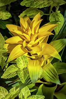 Bromeliad Prints: Yellow bromeliad