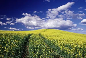 Mustard Prints: Yellow canola in Whitman County Washington state