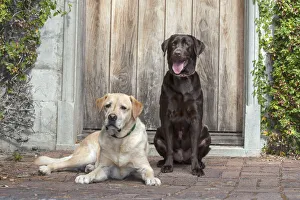Nostalgia Prints: Yellow and Chocolate Labrador Retrievers sitting on rock patio