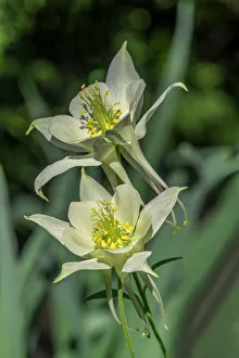 Images Dated 22nd January 2021: Yellow Columbine
