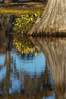 Images Dated 17th January 2024: Yellow coreopsis flowers, bald cypress trees in southern swamp, Caddo Lake, Texas