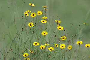 Rio Grande Valley Prints: Yellow coreopsis flowers, Rio Grande Valley, Texas