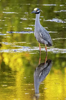 Yellow crowned night heron in Ding Darling National Wildlife Refuge on Sanibel Island, Florida, USA