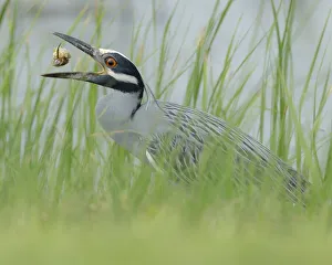 Images Dated 25th August 2020: Yellow-crowned night heron eating a crab. Nyctanassa violacea, Horseshoe Marsh, Texas