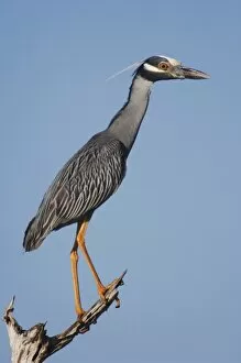 Images Dated 24th June 2006: Yellow-crowned Night-Heron, Nyctanassa violacea, adult perched, Willacy County, Rio Grande Valley