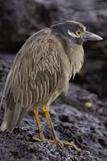 Yellow-crowned night heron (Nyctanassa violacea) Tower (Genovesa) Island Galapagos Islands Ecuador