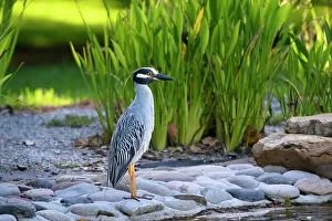 Reed Prints: Yellow-crowned night heron standing majestic alongside a pond against green reeds