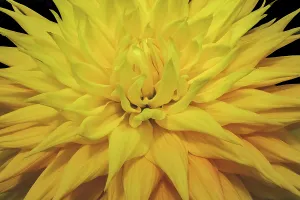 Decorative Prints: Yellow dahlia blossom, Bellevue Botanical Garden, Washington State, Usa