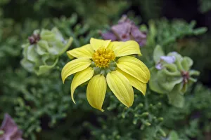 Unique Prints: Yellow daisy bush, endemic to Floreana Island, Galapagos Islands, Ecuador