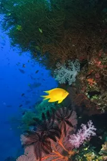 Images Dated 14th November 2005: Yellow Damsel, gorgonian sea fan, crinoids, & soft corals, Bligh Water, Viti Levu