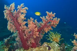 Damsel Fish Prints: Yellow Damselfish near Soft Coral Trees (Dendronepthya sp. ), Bligh Water, Viti Levu
