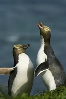 Talk Prints: Yellow-Eyed Penguin (Megadyptes antipodes) Enderby Is, Auckland, New Zealand