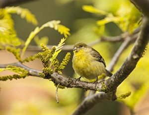 Michael Qualls Prints: Yellow Finch with young seeds of a Honey Locust Tree