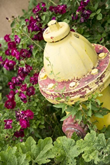 Décor Prints: Yellow fire hydrant surrounded by roses, Taos, New Mexico, USA