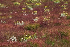 Images Dated 24th April 2009: Yellow flower on red meadow, Lago Argentina, El Calafate, Patagonia, Argentina