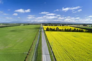 Yellow flowers of rapeseed field, near Methven and Mt. Hutt, Mid Canterbury, South Island