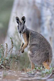 Yellow-footed rock-wallaby, Petrogale xanthopus, in the Flinders Ranges National