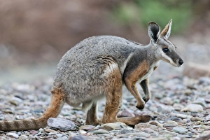 Yellow-footed rock-wallaby, Petrogale xanthopus, in the Flinders Ranges National Yellow-footed rock-wallaby, Petrogale xanthopus, in the Flinders Ranges National