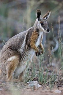 Yellow-footed rock-wallaby, Petrogale xanthopus, in the Flinders Ranges National
