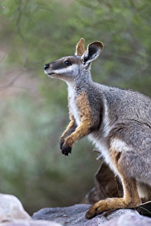 Images Dated 2nd December 2011: Yellow-footed rock-wallaby, Petrogale xanthopus, in the Flinders Ranges National