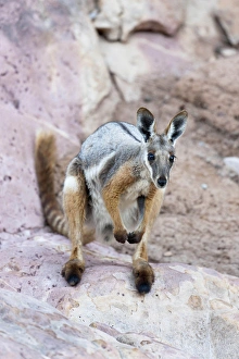 Images Dated 2nd December 2011: Yellow-footed rock-wallaby, Petrogale xanthopus, in the Flinders Ranges National