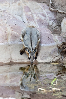 Images Dated 2nd December 2011: Yellow-footed rock-wallaby, Petrogale xanthopus, in the Flinders Ranges National