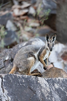 Yellow-footed rock-wallaby, Petrogale xanthopus, in the Flinders Ranges National