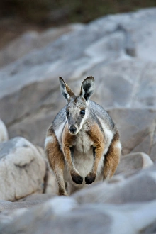 Yellow-footed rock-wallaby, Petrogale xanthopus, in the Flinders Ranges National