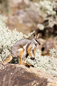 Yellow-footed rock-wallaby, Petrogale xanthopus, in the Flinders Ranges National