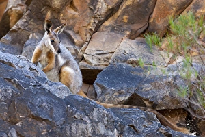 Yellow-footed rock-wallaby, Petrogale xanthopus, in the Flinders Ranges National