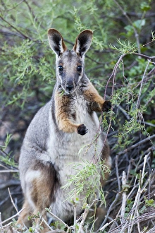Images Dated 30th November 2011: Yellow-footed rock-wallaby, Petrogale xanthopus, in the Flinders Ranges National