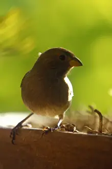St Lucia Prints: Yellow Grass Finch, Soufriere, St Lucia, Caribbean