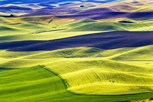 Palouse Prints: Yellow Green Wheat Fields Black Dirt Fallow Land from Steptoe Butte at Palouse Washington
