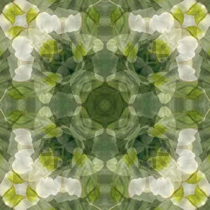 Abstract Gallery: Yellow, green and white floral abstract