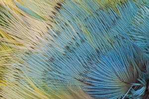 Parrot Prints: Yellow-headed Amazon Parrot